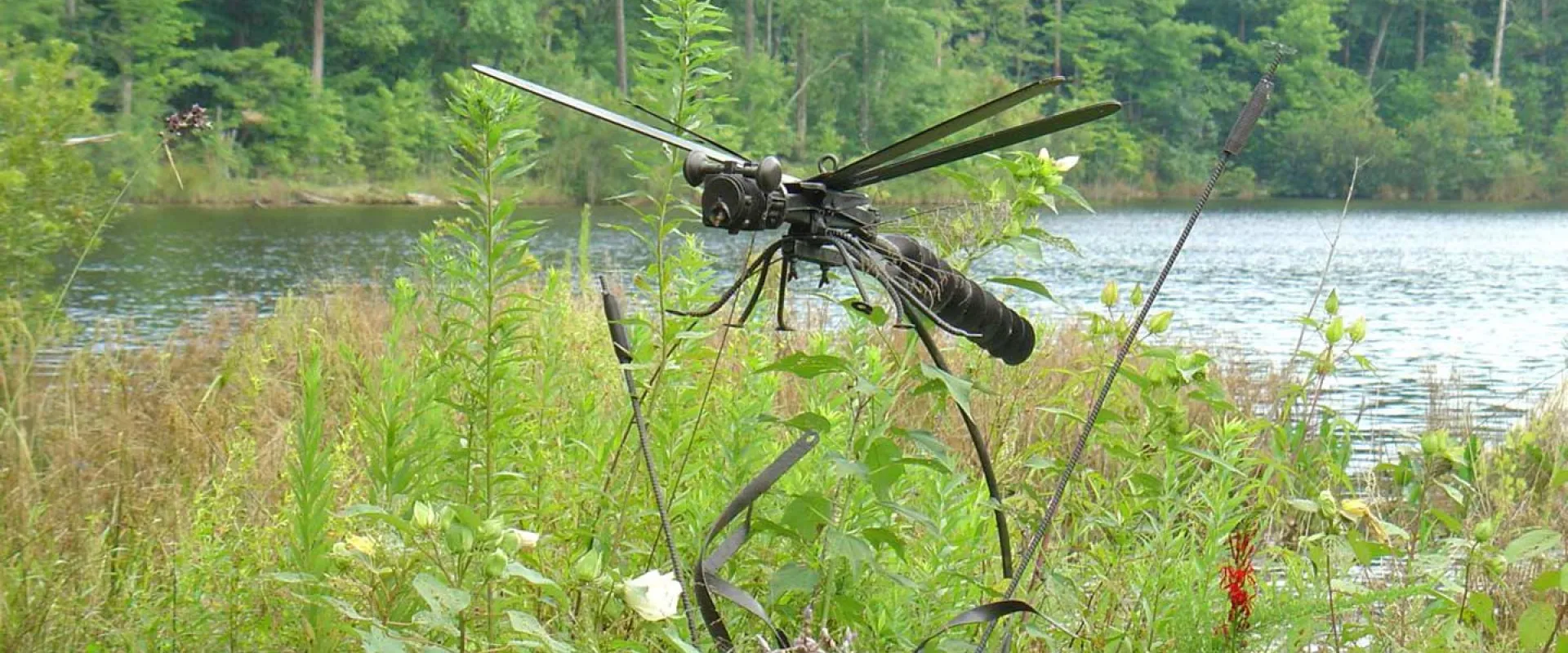 A green and brown dragonfly perched on the tip of a long blade of grass. It is surrounded by lush green plants and there is a large lake with trees along the shoreline in the background.