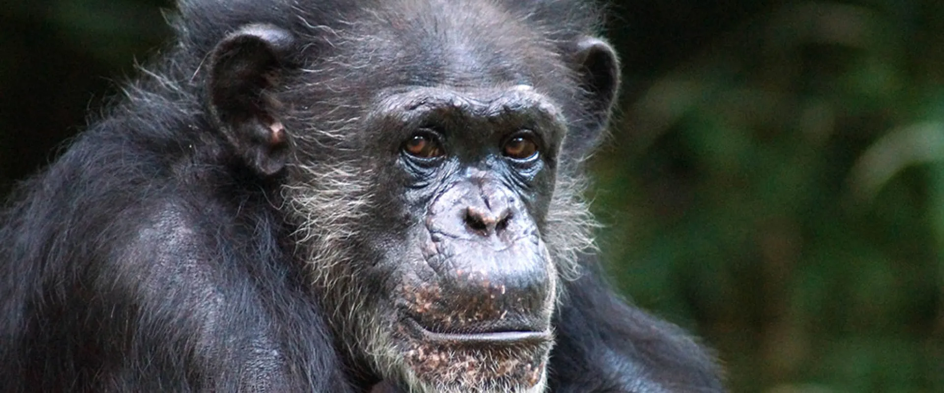A close view of a small Chimpanzee with black fur and white tufts of fur on her cheeks and chin named Maggie. There are blurry, dark green leaves in the background.