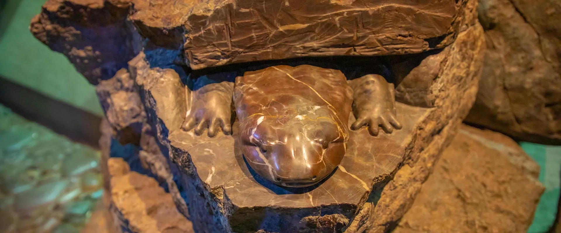 Hellbender sculpture carve inro rough rocks at Streamside at North Carolina Zoo.