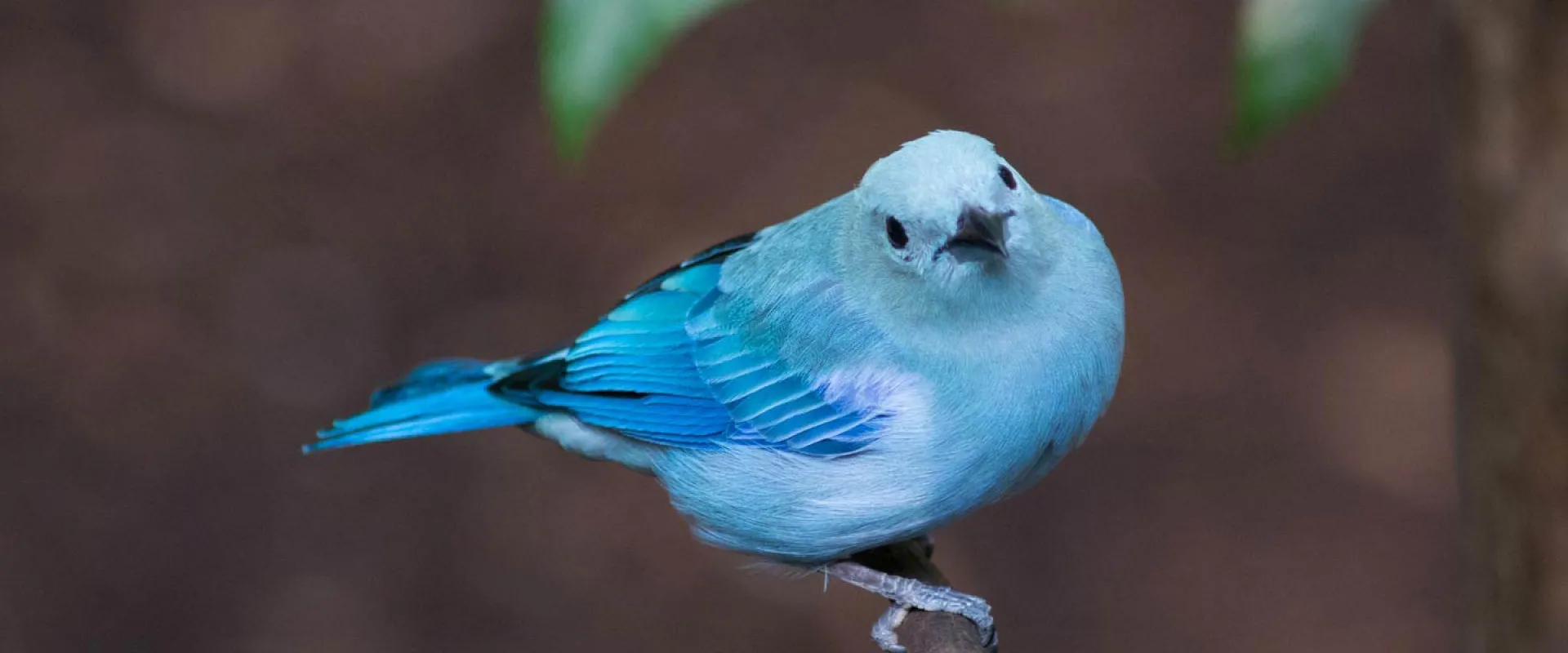 A small, captivating blue-gray tanager perches on a slender twig, its powder-blue plumage accented by slightly darker blue wings and tail, all set against a blurred brown background with hints of green foliage.