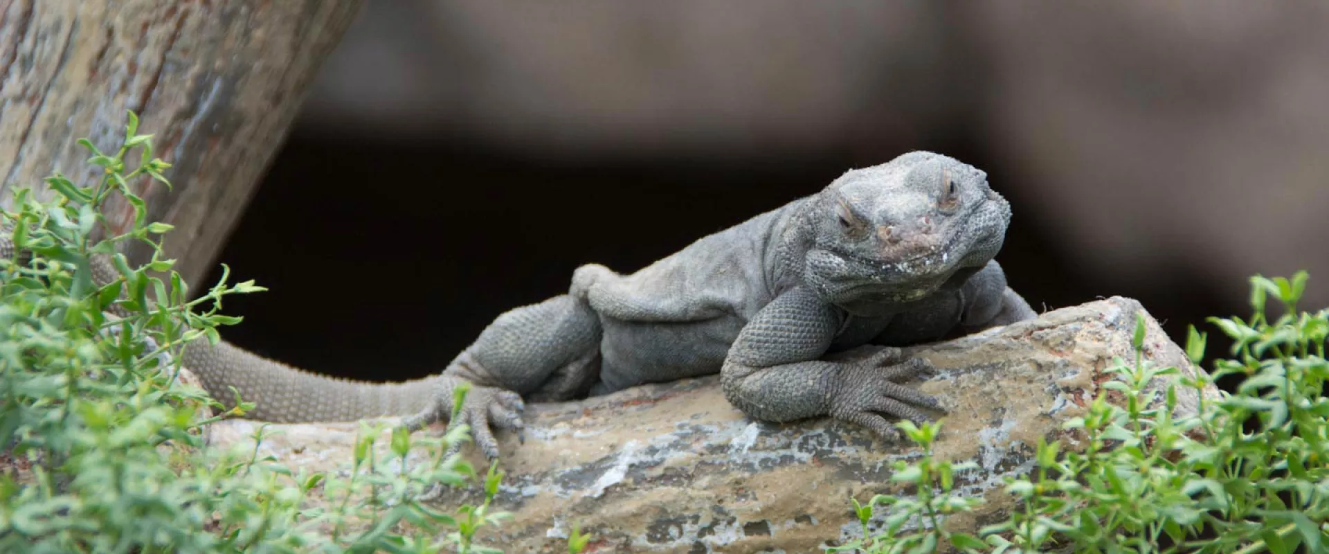Desert Chuckwalla Lizard,  a large, grey lizard with wrinkled skin, rests on a light-colored rock surrounded by small green plants.