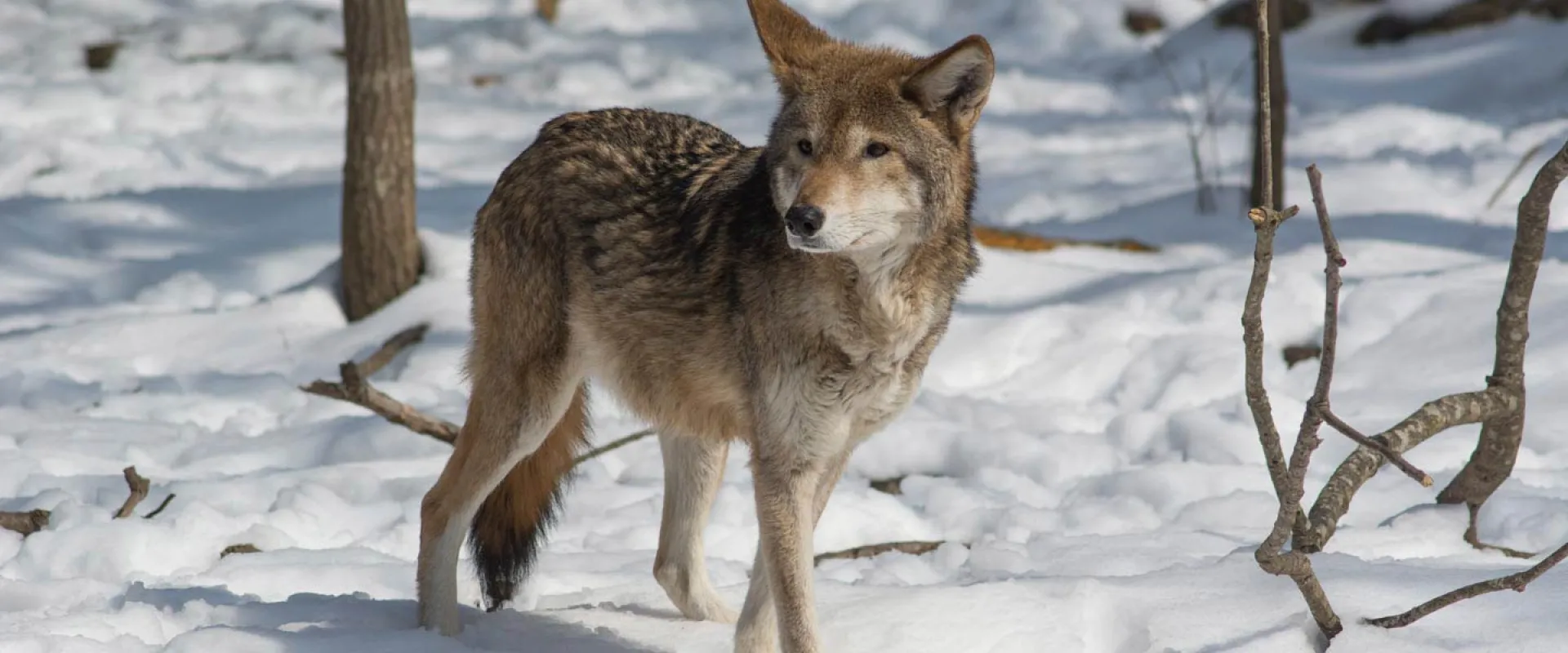 A Red Wolf with a mix of brown and gray, fur stands in a snowy landscape, looking alertly to its right. The animal has pointed ears and a bushy tail, and sparse trees and branches are visible in the background.