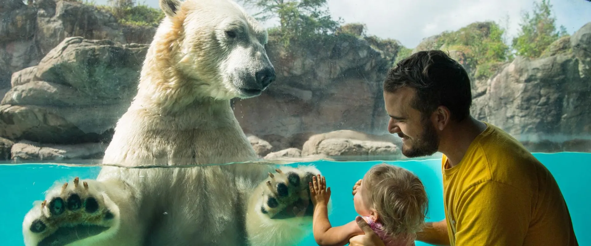 A large polar bear with thick, white fur stands in clear blue water, its massive paws pressed against the underwater viewing glass. On the other side of the glass, a man with short dark hair and a beard, wearing a yellow t-shirt, holds a young child with light hair, who is also touching the glass and looking at the bear with apparent fascination. The background shows a rocky habitat with some greenery.