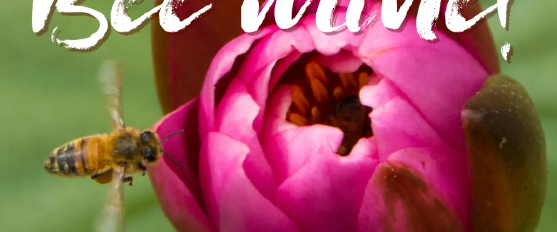 A  yellow honeybee with black stripes, flying next to a partially open, bright pink bud. White text over the image reads "Bee mine!"