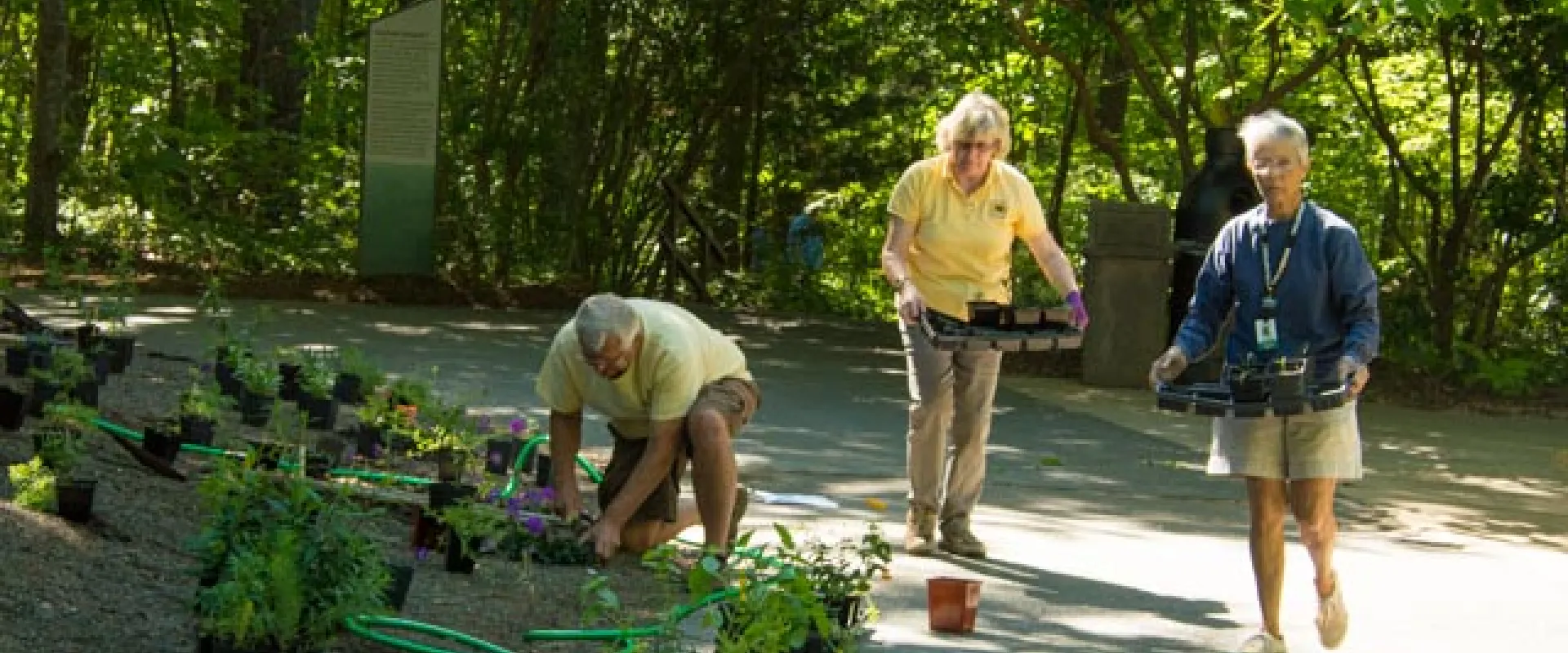 Three adult volunteers planting in a garden. One person is kneeling near a green hose and several small plants. The other two, appearing to be older adults, are carrying trays of plants. They are outside, flanked by trees and a gray sign in the background.