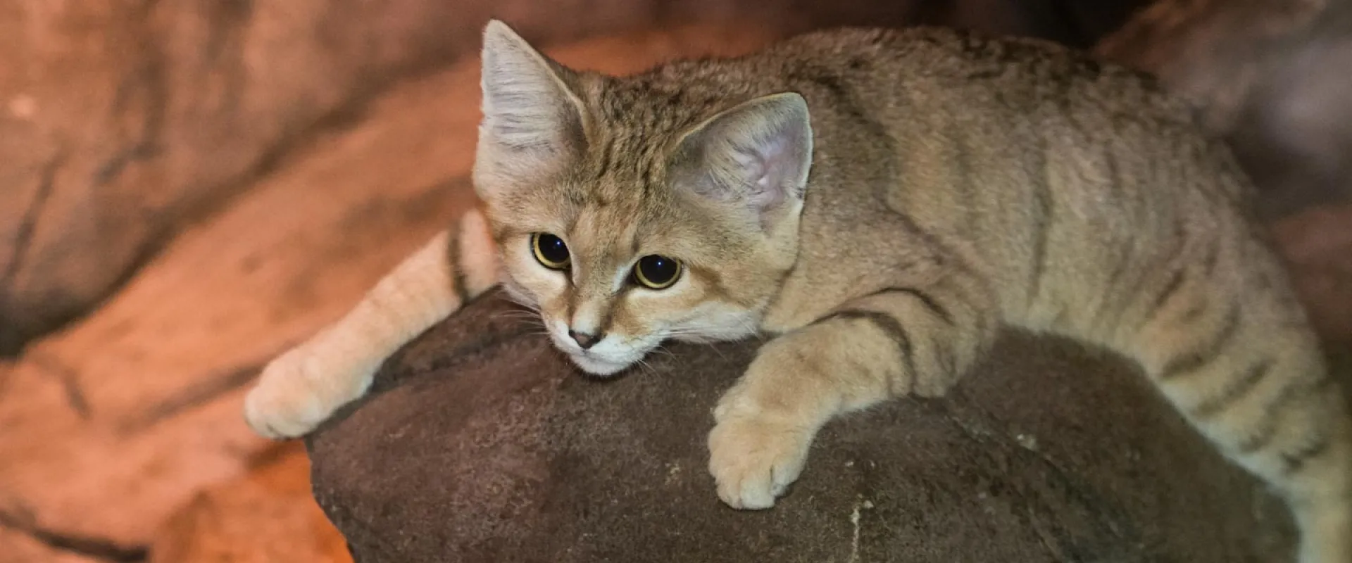 An up-close view of a Sand Cat on a rock. The cat has a light tan coat, large pointed ears, and is laying flat on its stomach with its legs splayed out. The background is a mix of rock formations.