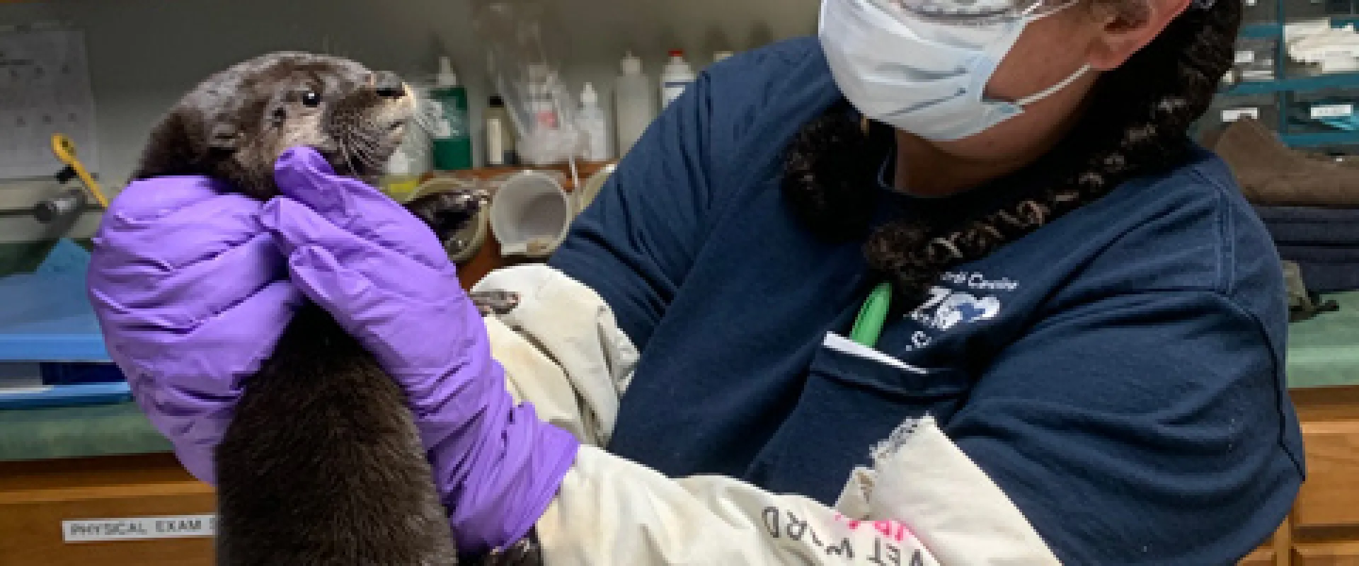 A female veterinarian wearing a purple bandana with her hair braided, goggles over glasses, and purple latex gloves over plastic arm protection holds a small fuzzy otter pup in her hands as she examines it. They are standing next to an exam table with a towel on it in a medical environment. 