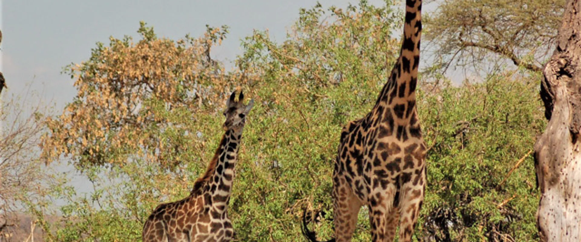 A mother Giraffe with her tan skin and brown spots standing near some trees, stumps and brush. They are standing side by side, staring at the camera.