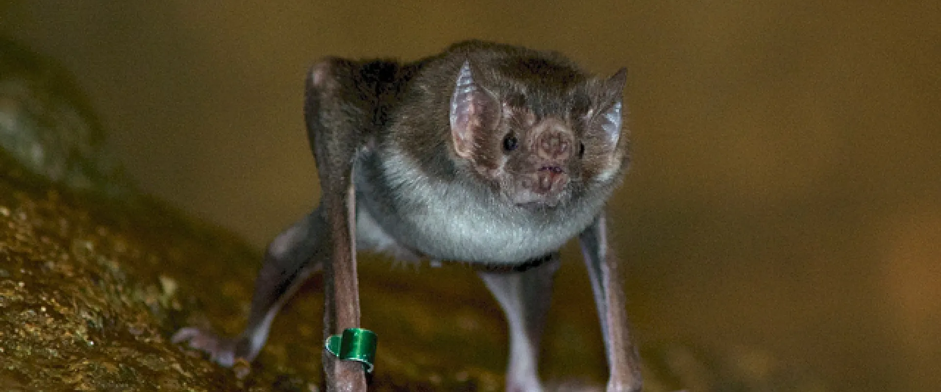 Vampire Bat Colony Care