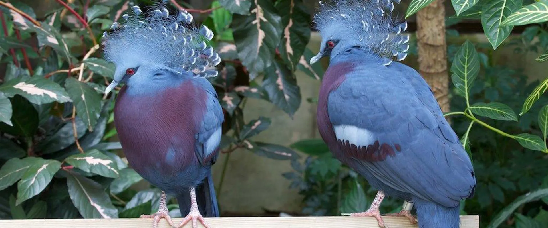 A Royal Family: Victoria-crowned Pigeons