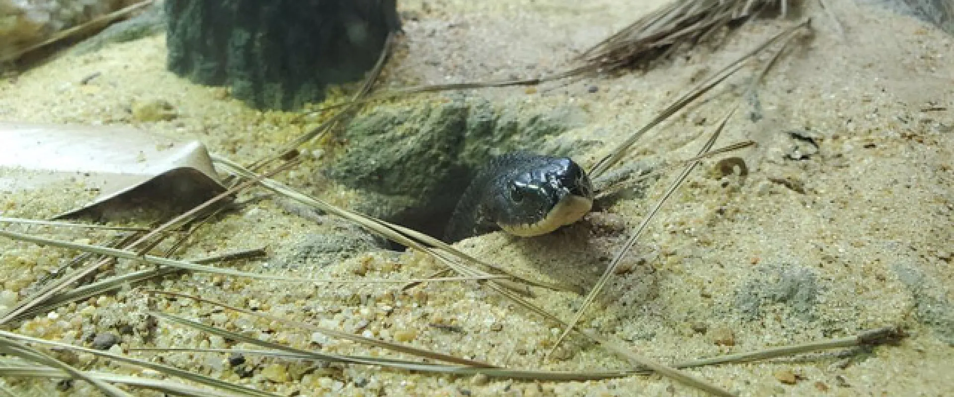 Conserving Snakes Through Public Perception