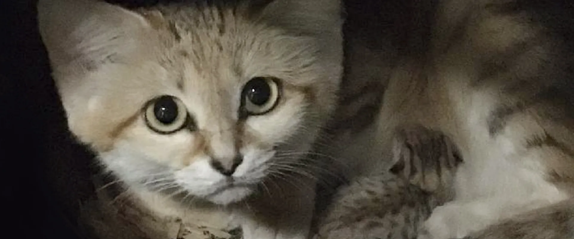 Cute but Ferocious: North Carolina Zoo Announces Birth of Sand Cat Kitten