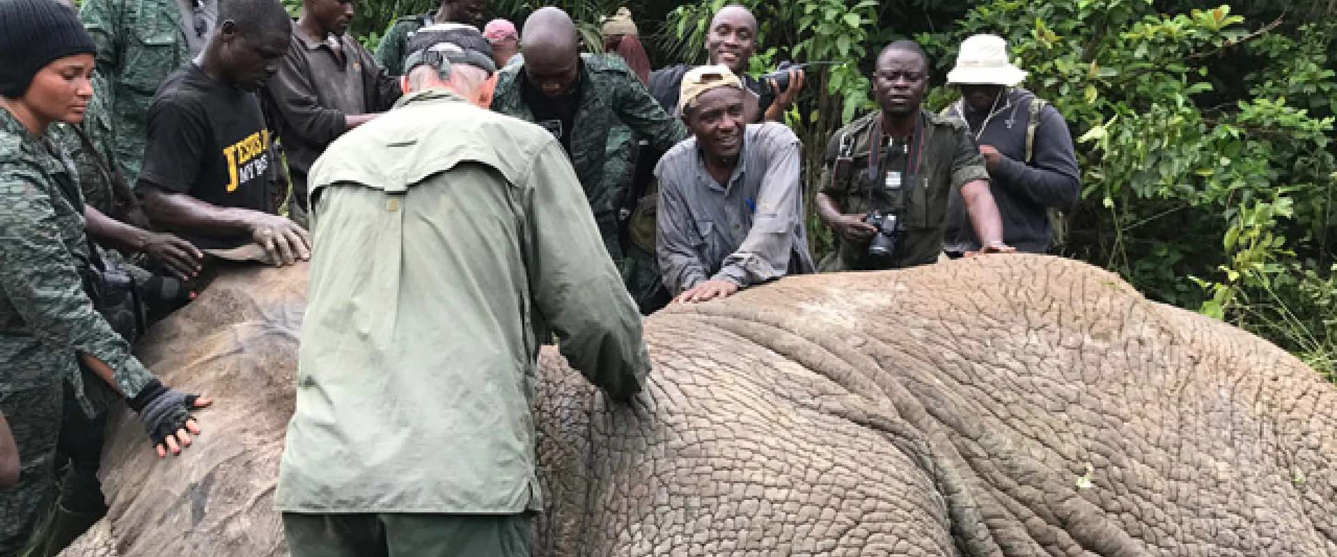 A group of people appear to be gathered around a large elephant lying on the ground in a lush, green environment. Some individuals are seen putting a collar on the elephant. The setting suggests a natural habitat, possibly in Africa, given the vegetation and the presence of an elephant.