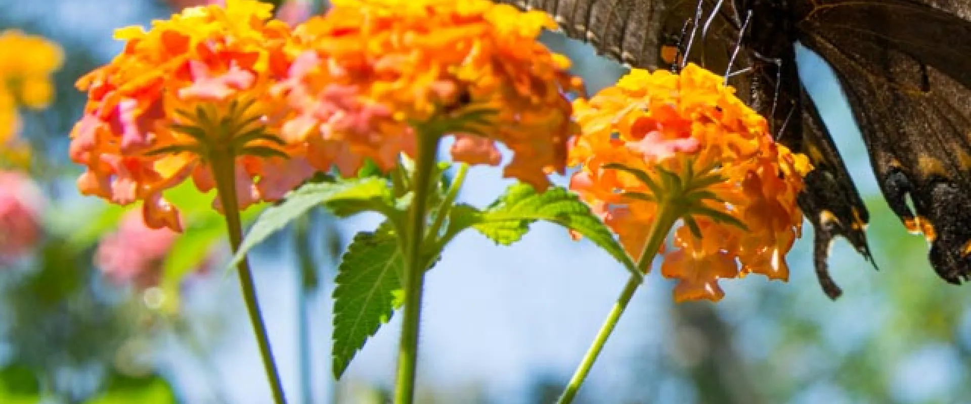 A black butterfly with large shapely wings rests on orange and pink flowers on a sunny day..