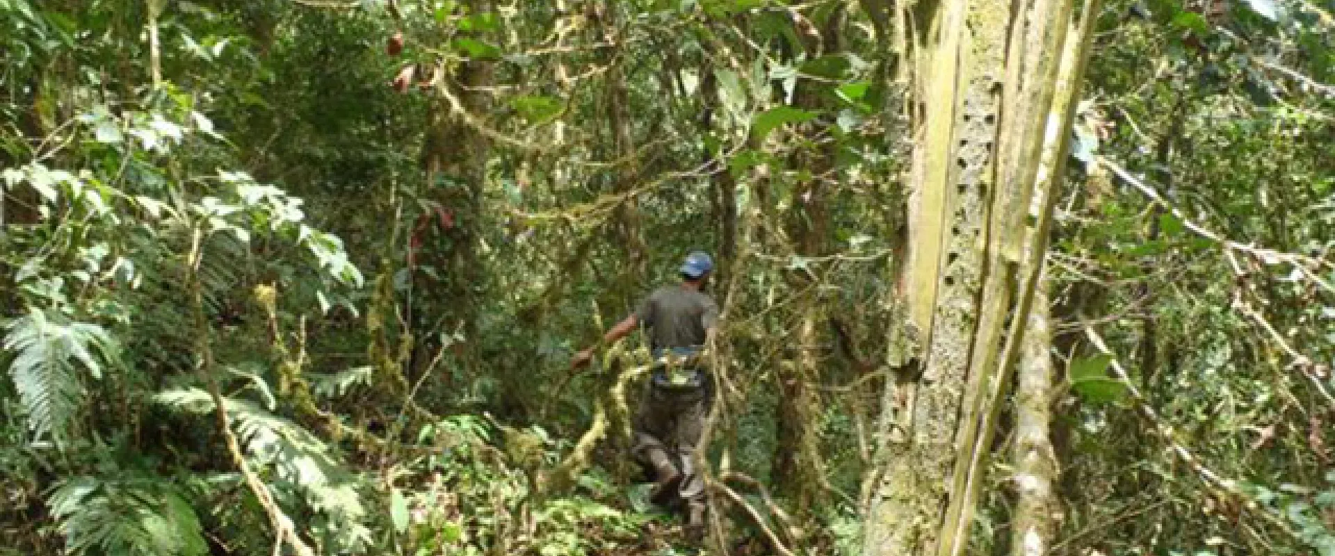 A person surveying the trees, wearing a blue hard hat, dark shirt, and dark pants with a harness walks through a dense, green forest. The undergrowth is lush with ferns and various leafy plants. To the right, a tall, light-colored tree trunk stands prominently.