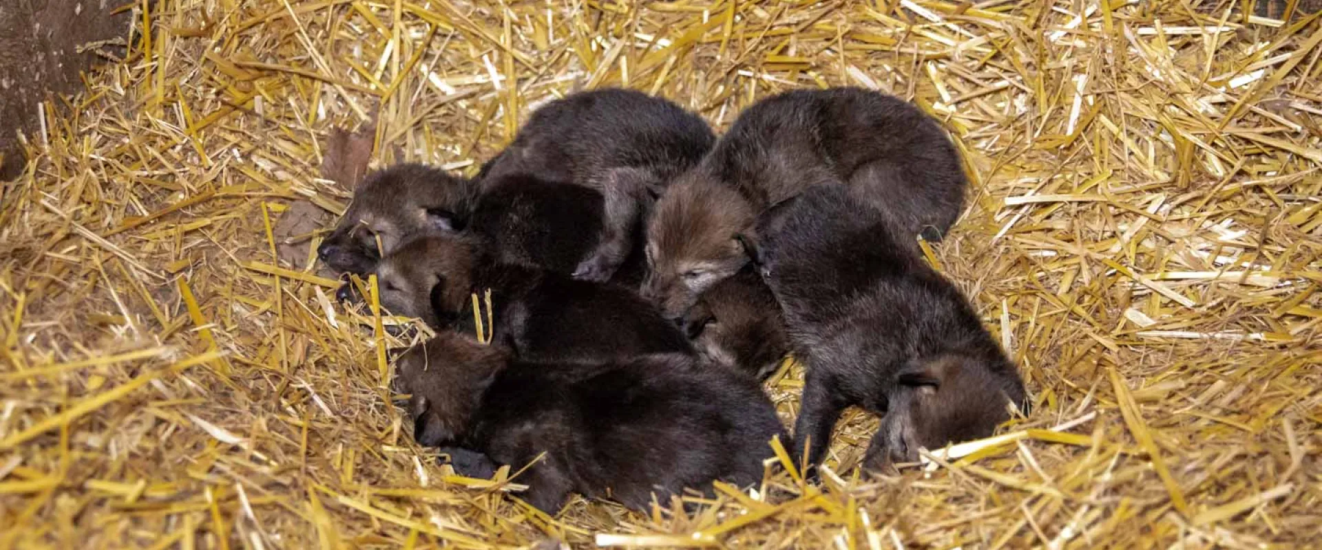 Seven new born Red Wolf pups with dark brown fur laying in a pile on top of one another in a bed of hay.