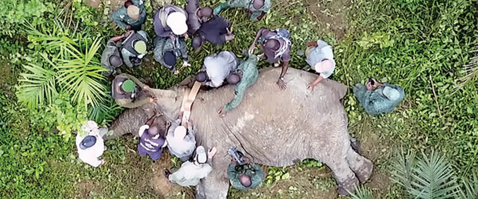 An aerial view of a large Elephant lying on its side in a small clearing of a lush green forest. It is surrounded by a team of people consisting of rangers and veterinarians who are putting a tracking collar around its neck.