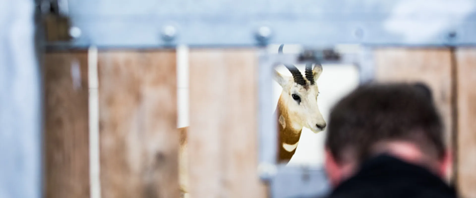 The back of a light skinned person's head craning over a camera. The person is facing a wooden and metal barn door with a small square hatch that is open, revealing the face of a small grasslands animal. The person is photographing behind the scenes for grasslands species.