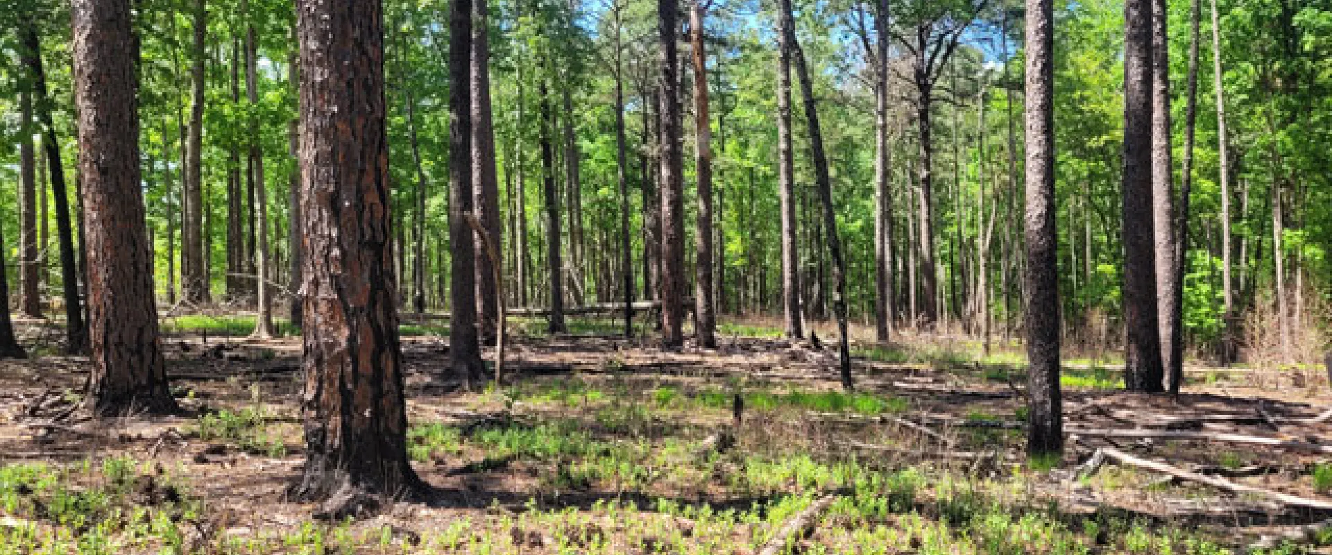 The image shows a forest scene at the Nichols Longleaf Pine Preserve, with tall trees dominating the view. The undergrowth is visible, and the overall setting is that of a dense woodland.