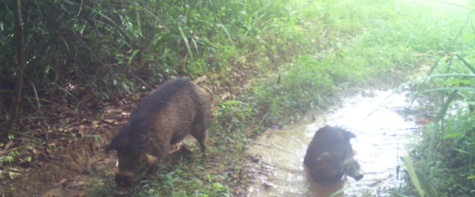 Two Visayan Warty Pigs walking on a path through a dense green forest. They are furry, black and have prominent tusks. The one on the left appears to be eating from the ground, while the one on the right is wading in a large mud puddle.