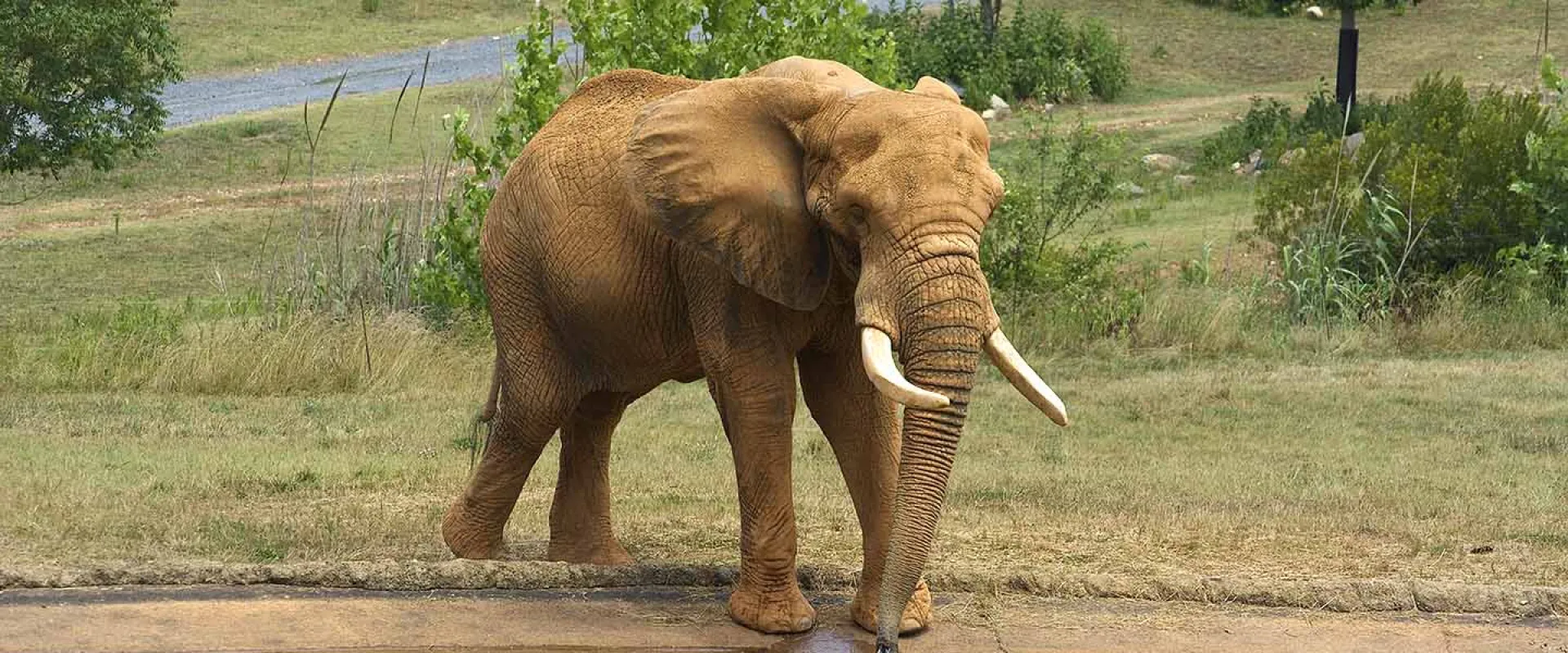 Elephant Csar standing next to a pool of water, and dipping his trunk in, in the NC Zoo Watani Grasslands. There are some small trees and bushes scattered across a field in the background. 