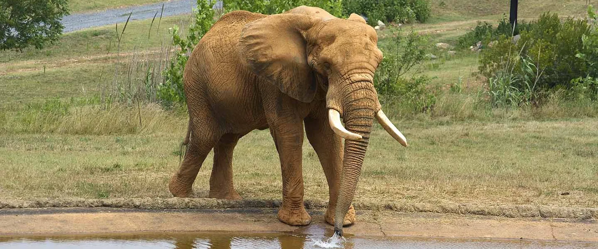 Elephant Csar standing next to a pool of water, and dipping his trunk in, in the NC Zoo Watani Grasslands. There are some small trees and bushes scattered across a field in the background. 
