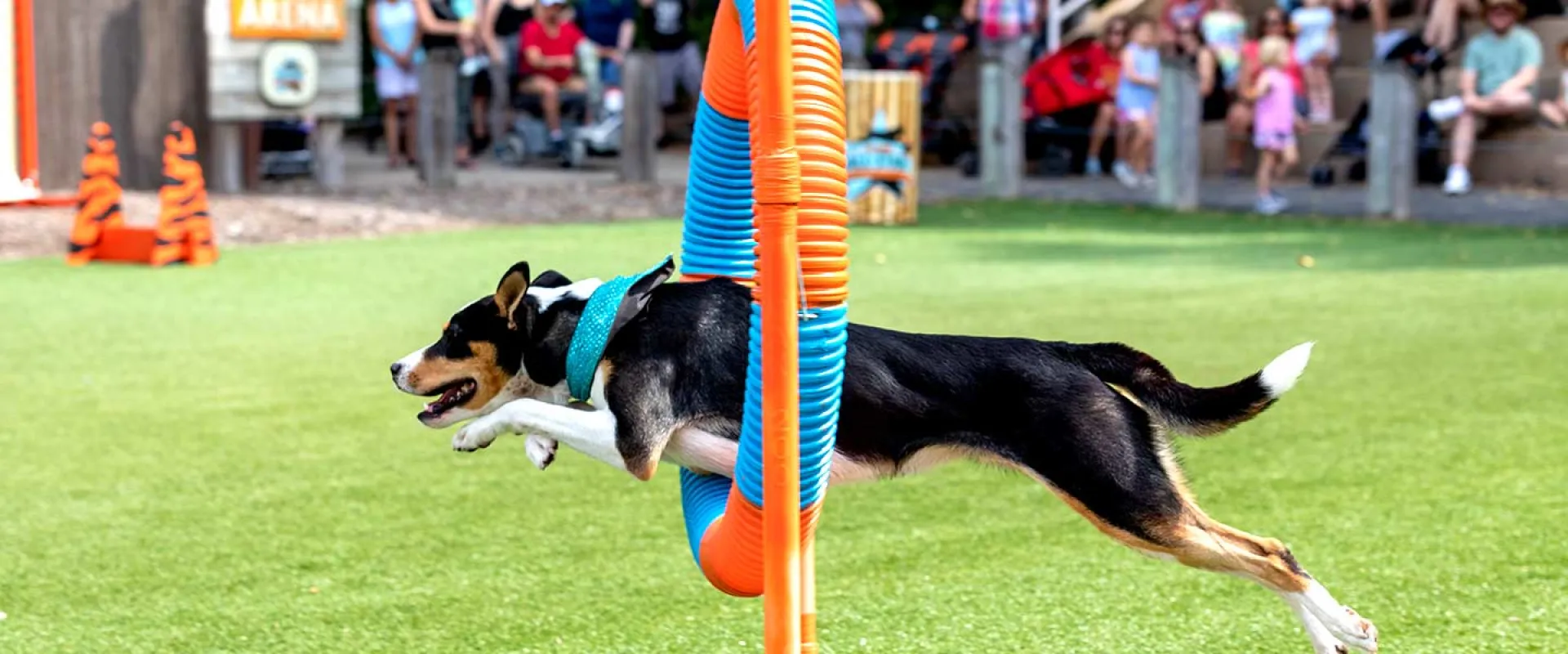 An agile black, white, and brown dog jumping through orange and blue hoop on bright green grass.