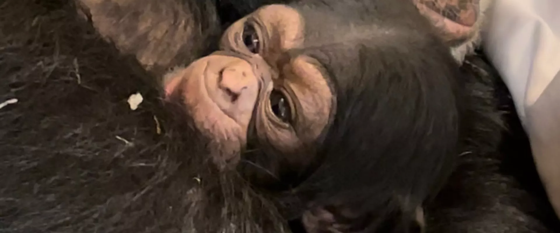 Chimpanzee Makes Her Debut at the North Carolina Zoo