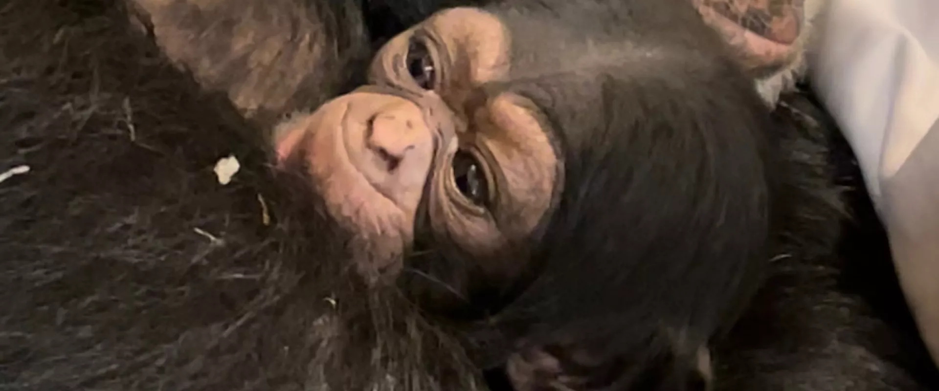 A little baby Chimpanzee wrapped in its mother's arms and staring up at the viewer with its sweet brown face and dark eyes.