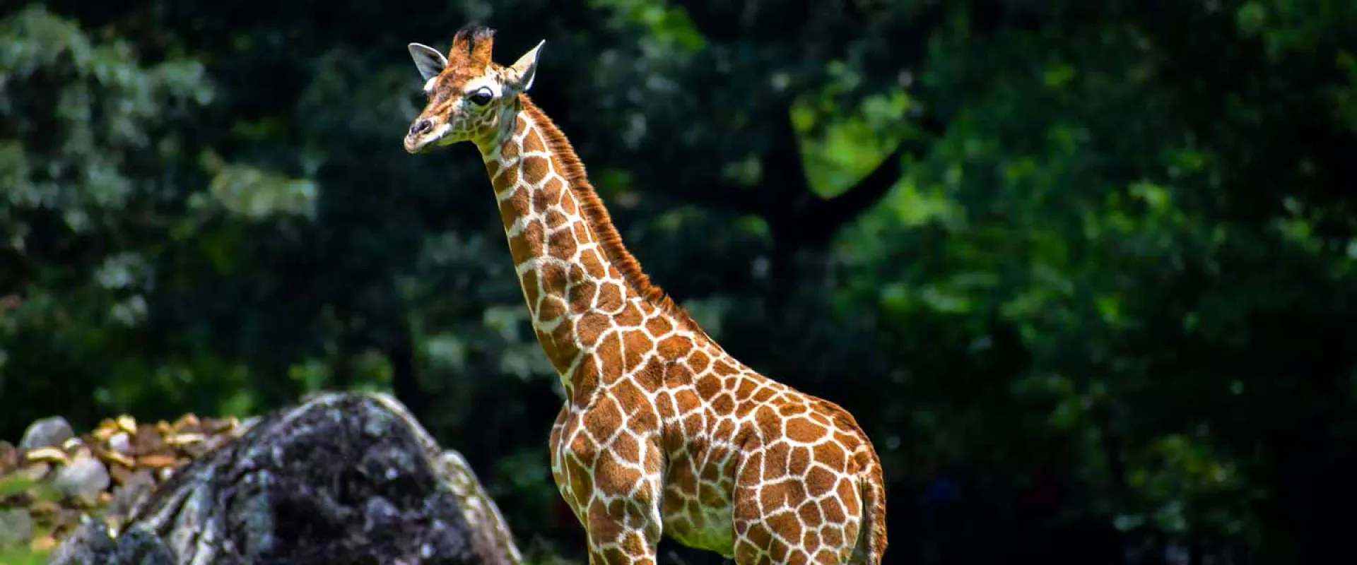 A smaller Giraffe calf standing on the grassy habitat, with trees and rocks in the background.  
