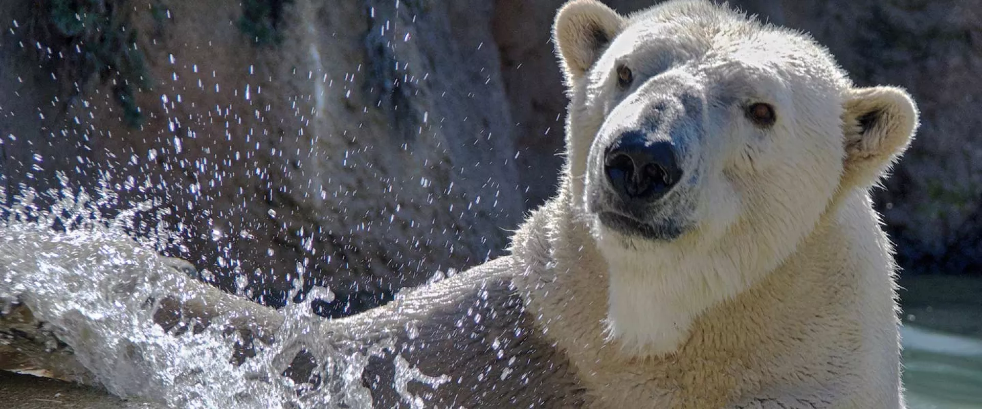 North Carolina Zoo mourns the loss of polar bear Payton