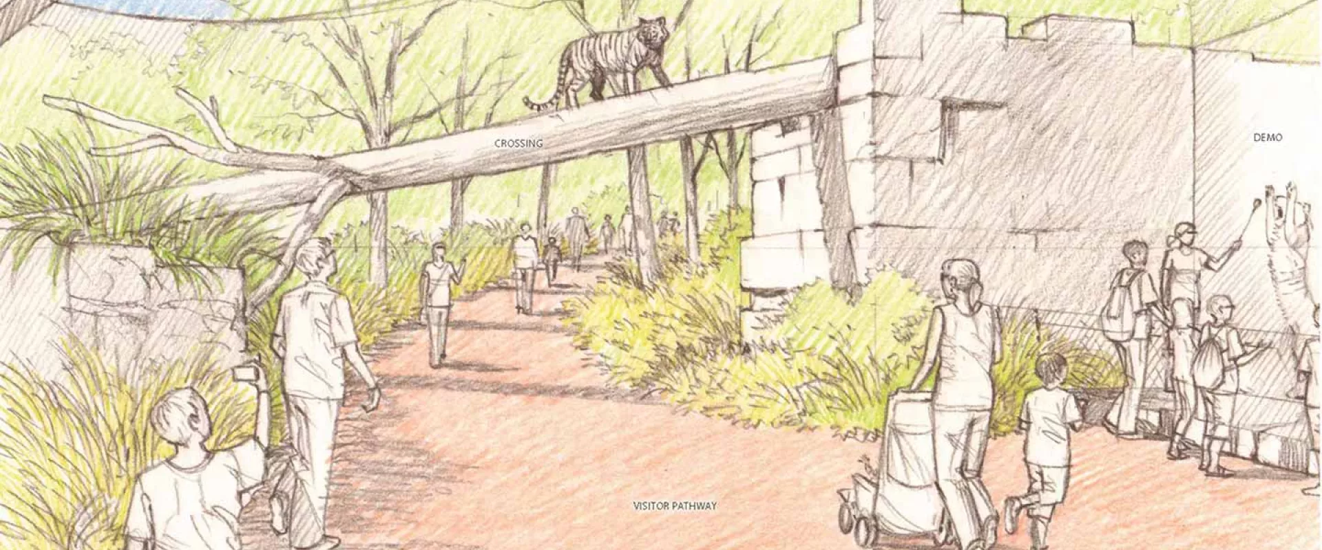 NC Zoo Tiger Walk Planned for Asia