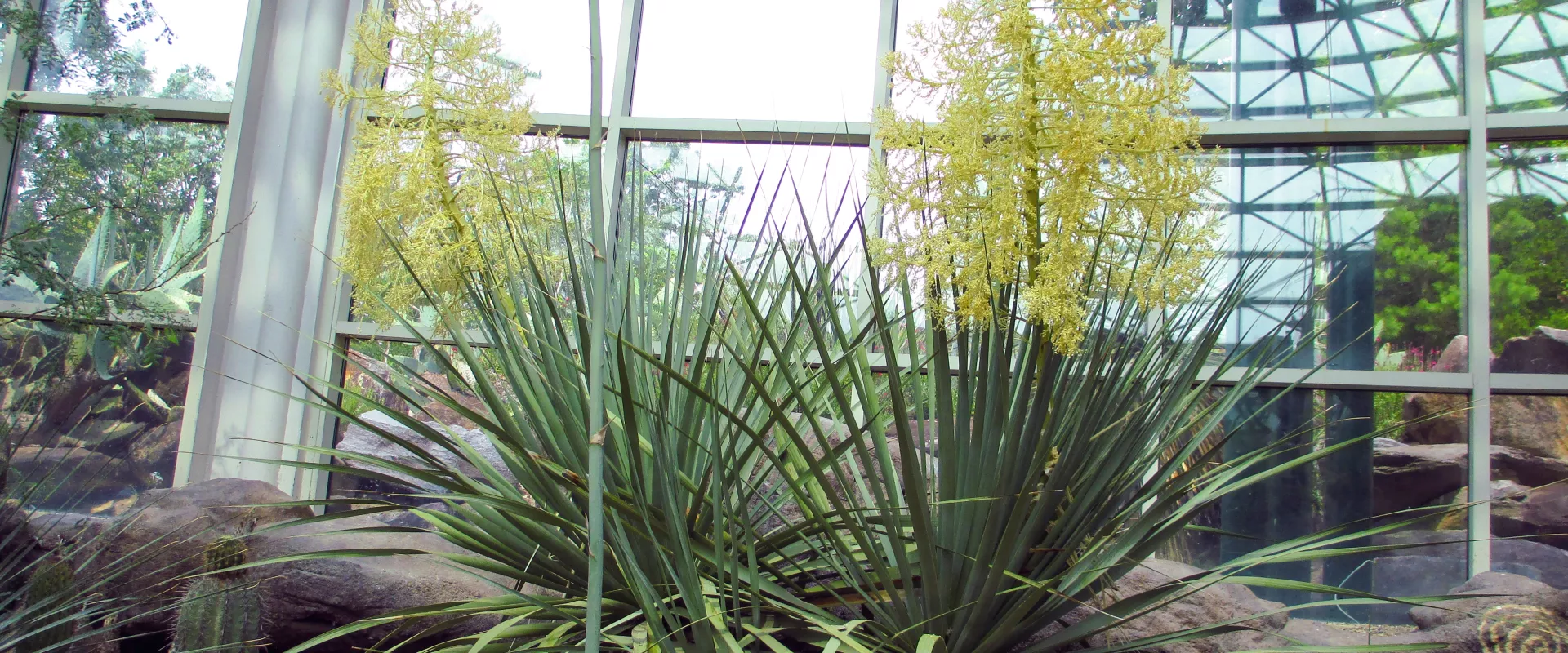 Blue Bear Grass North Carolina Zoo