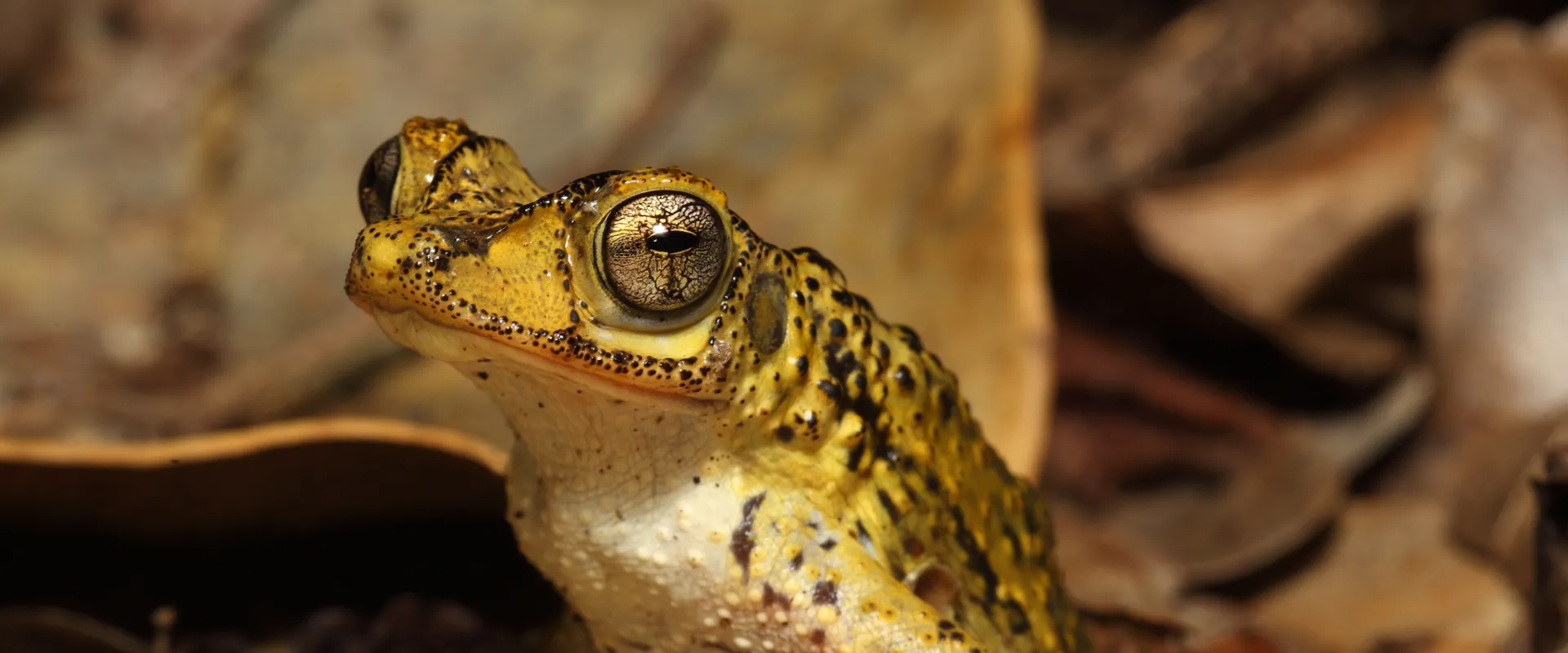 Cold-Blooded Conservation: How we are helping save the Puerto Rican Crested Toad