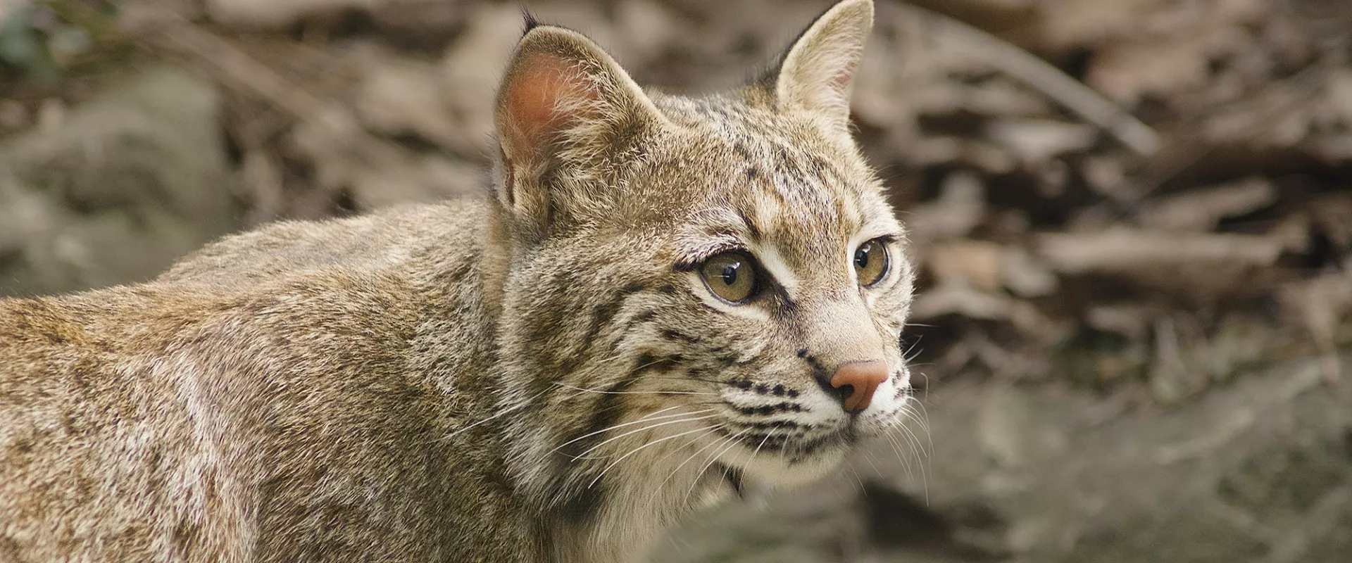 Bobcat | North Carolina Zoo