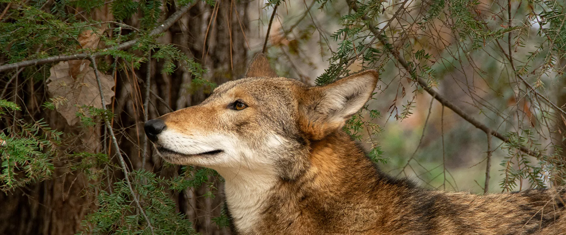 Red Wolf | North Carolina Zoo