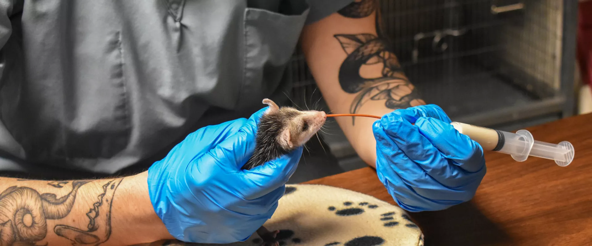 A Wildlife Rehab Center employee wearing blue latex gloves is hand-feeding a small mammal with a syringe on a wooden table in a medical setting..