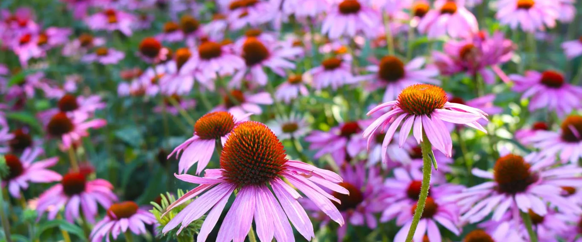 A field of Purple Coneflower plants in full bloom. The flowers have vibrant purple petals radiating from a prominent, spiky, reddish-brown central cone. The foreground shows several individual flowers in sharp focus, while the background is a soft blur of more purple coneflowers and green foliage.