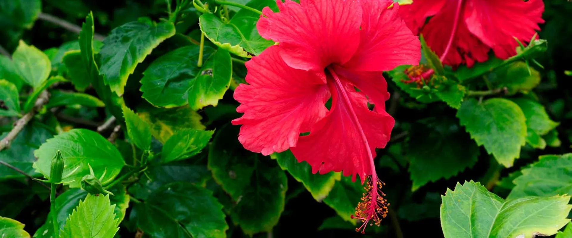 A close-up shot shows two vibrant red hibiscus flowers in full bloom, surrounded by lush green leaves. The petals are ruffled, and prominent stamens extend from the center of each flower. The background is a soft blur of more green foliage.