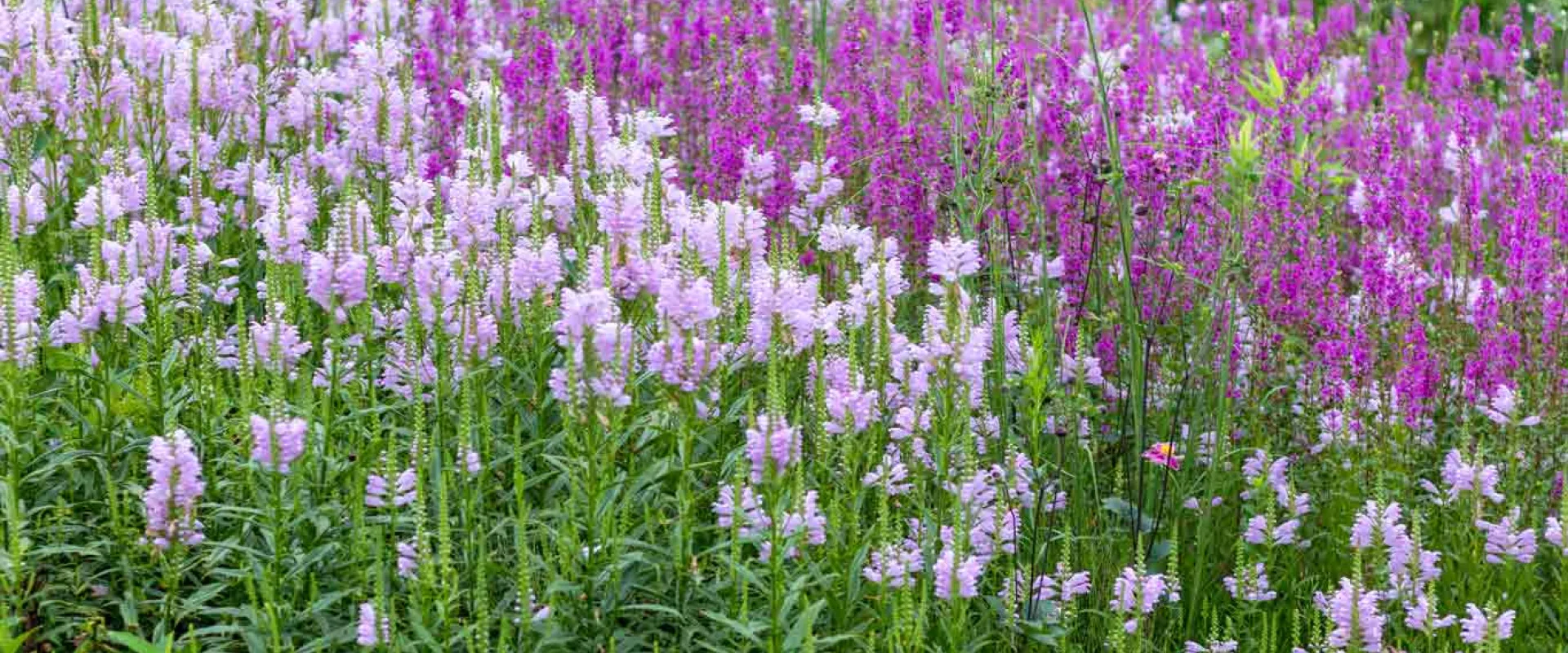 A lush field of wildflowers stretches across the frame, with a dense cluster of light purple flowers on the left and a vibrant array of deeper purple flowers on the right, all interspersed with green foliage.