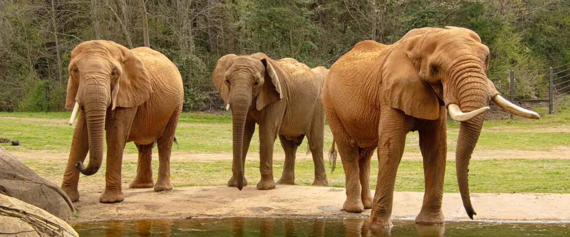 Three large, brown elephants standing in a cluster by a small pond in Watani Grasslands. The habitat is a large, open field that is lined with trees.