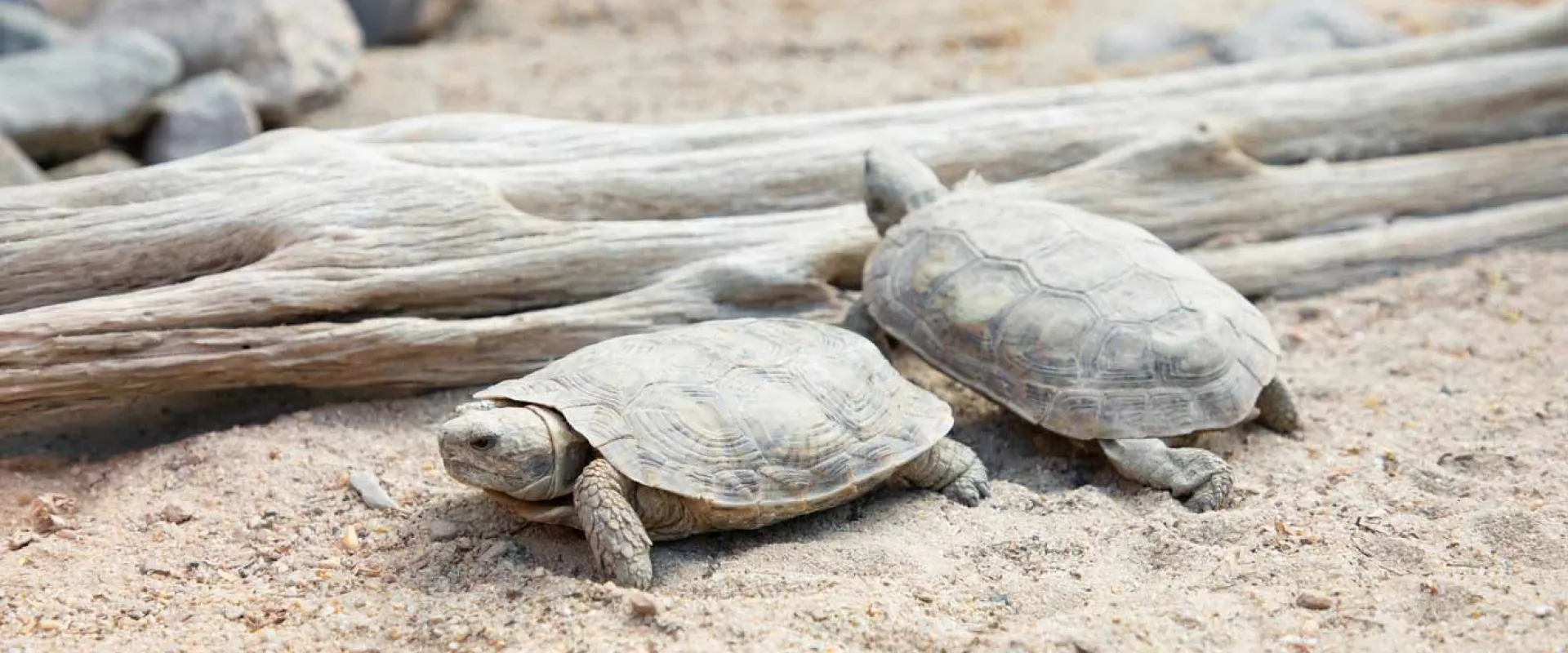 Two African pancake tortoises exploring their sandy habitat 