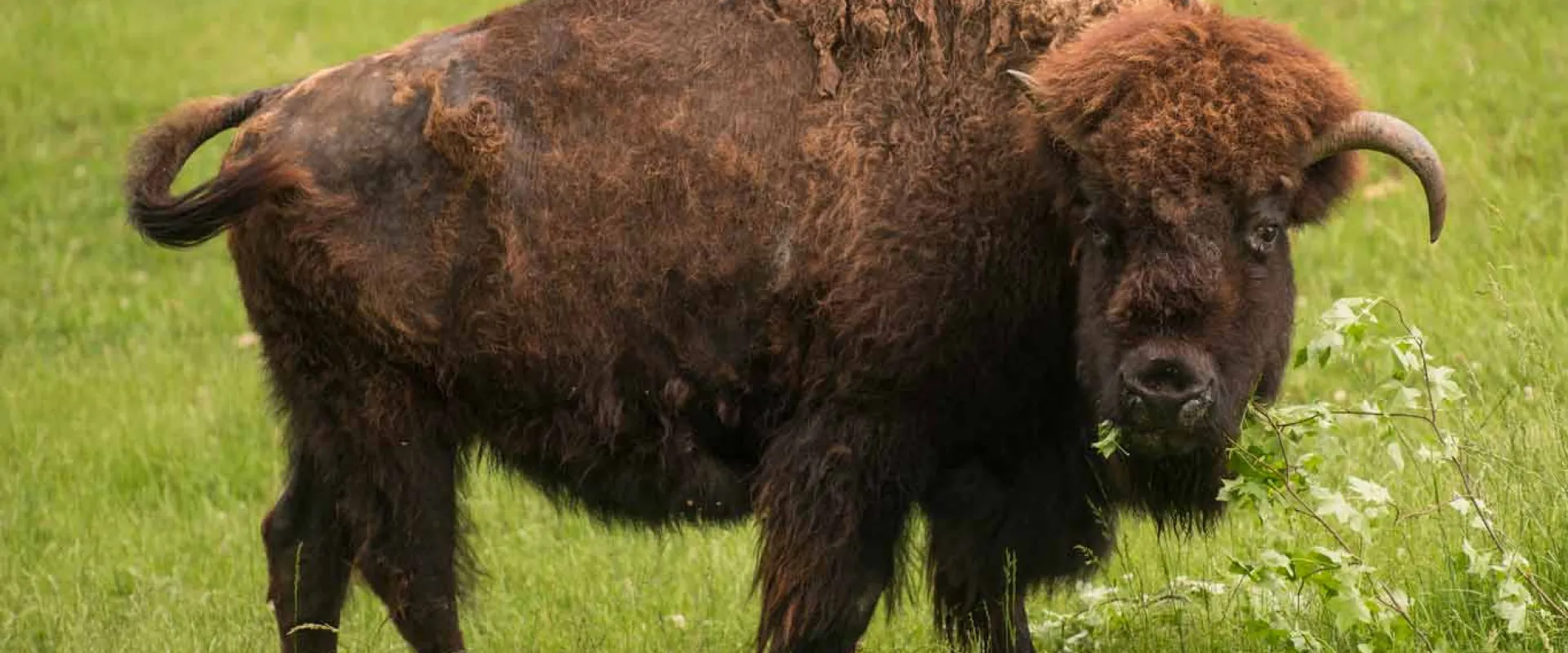 A huge, shaggy brown Bison stands grazing in the middle of an open prairie. It is looking towards the viewer wagging its short tail and displaying its small, curved horns.
