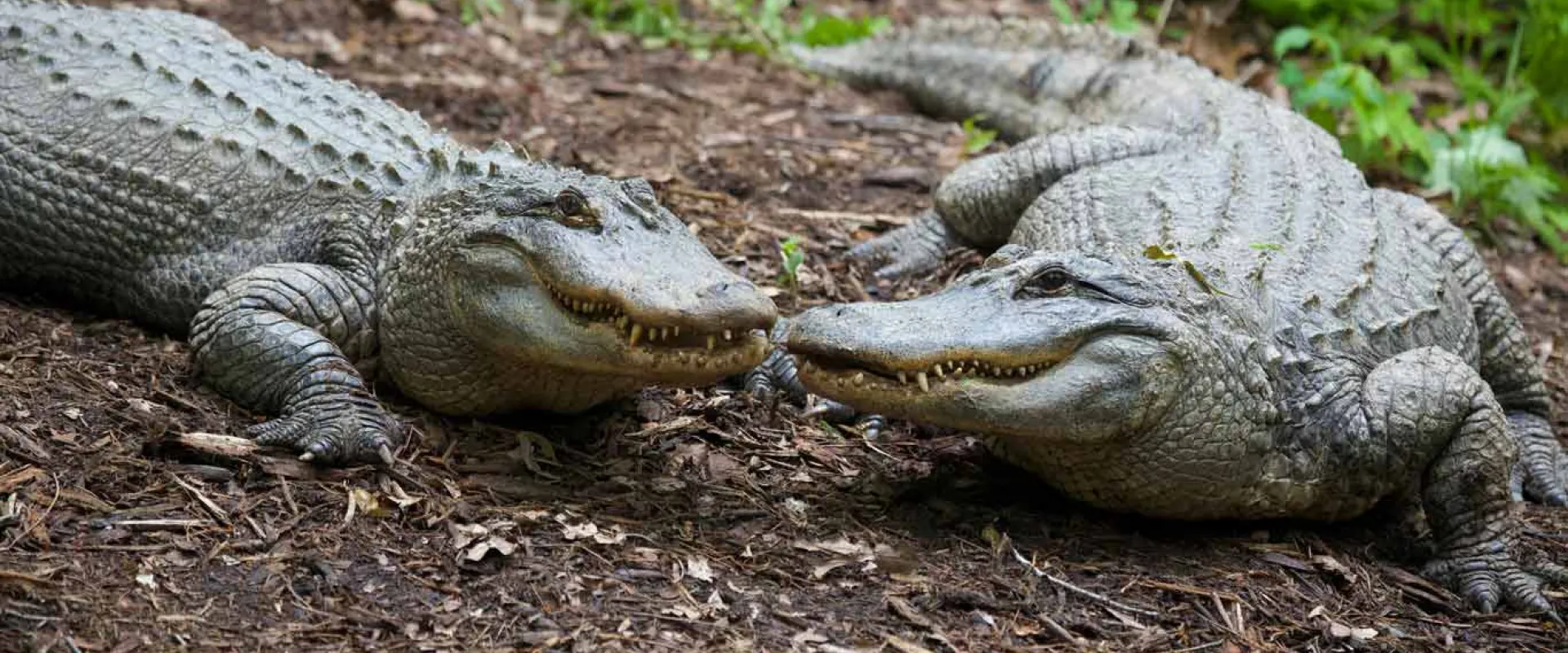 Two large, dark green American Alligators with textured skin, touching noses as they lay on the leafy shore.