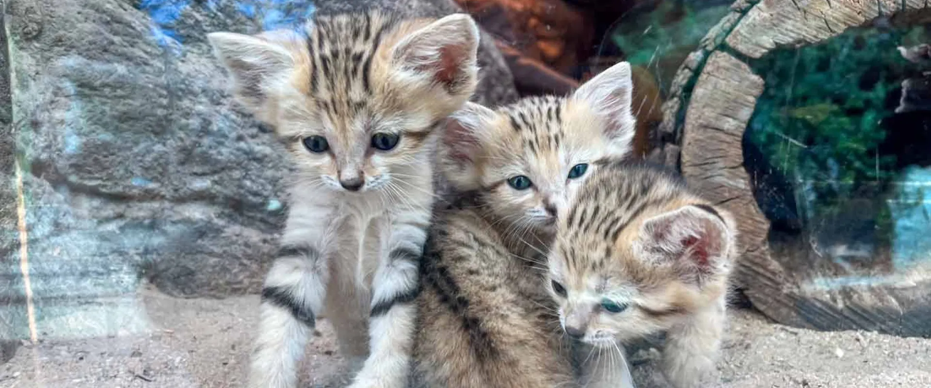 Three Sand Cat kittens with large, triangular ears and tan fur with dark markings on their face and bodies, sit huddled together, looking out of the glass on the sand in front of a large rock and log.