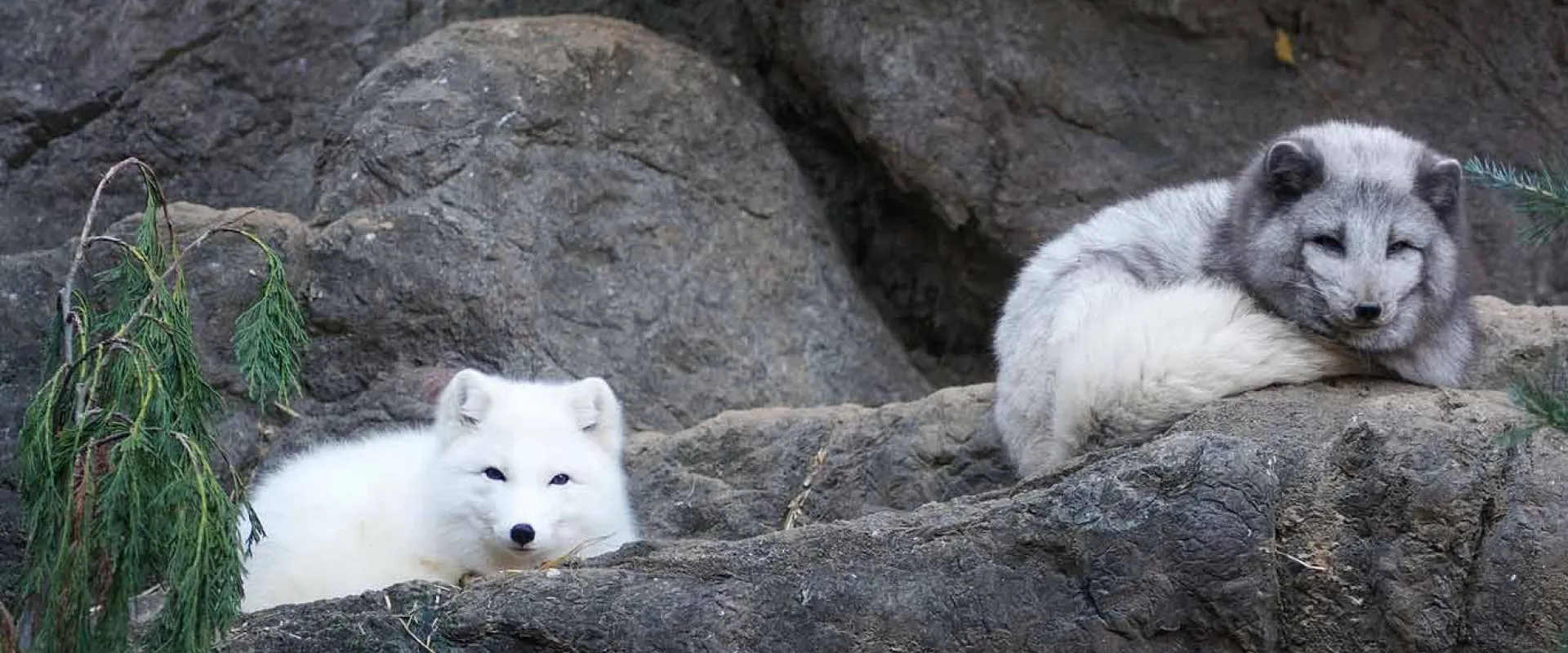 Two small, fluffy, white Arctic Foxes curled up on a rock ledge staring at the viewer.