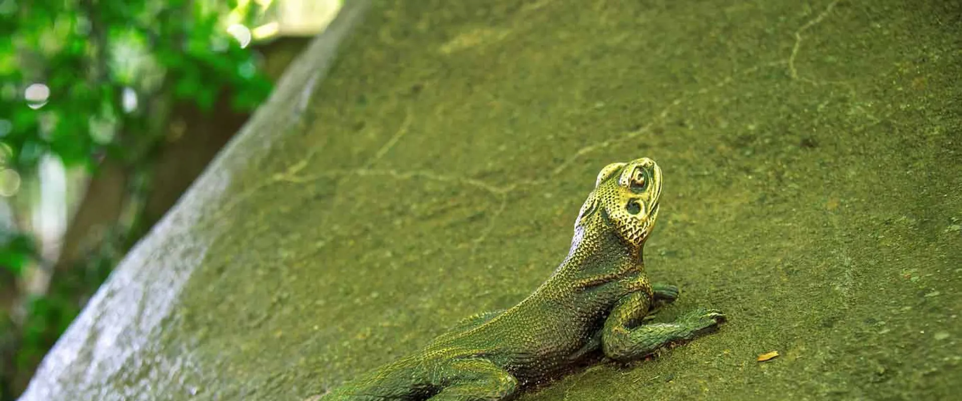 A long and slender, green Agama Lizard lays stretched out and basking on a large rock.