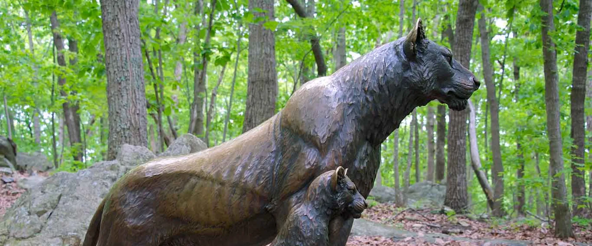 A life-sized bronze statue of a majestic Lioness poised on a rock while her Lion cub stands bravely next to her in the middle of a clearing in the woods.