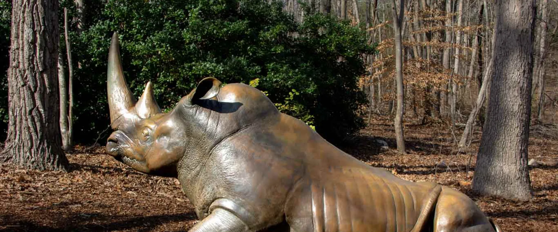 A life-sized bronze statue of a White Rhinoceros that looks like it is trying to stand up from a laying position on the mulch covered ground. There is a large dark green bush and lots of trees in the background.