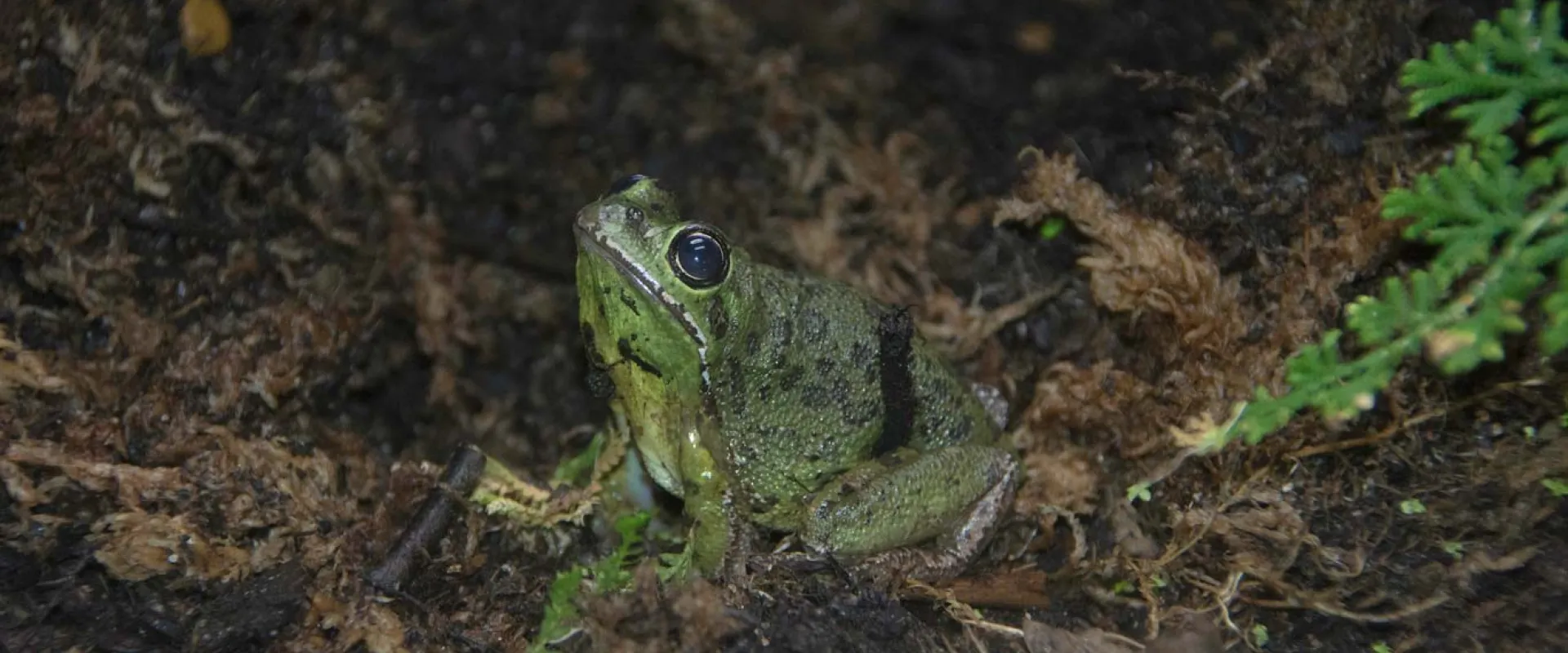 A bright green Barking Treefrog with large, round eyes, sitting in ground cover with its head lifted towards the viewer..